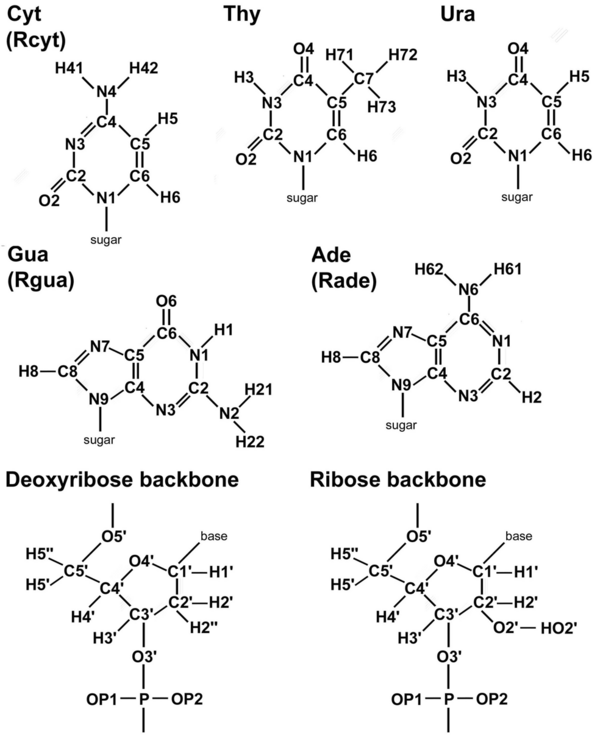 CyanaDNARNANomenclature.png